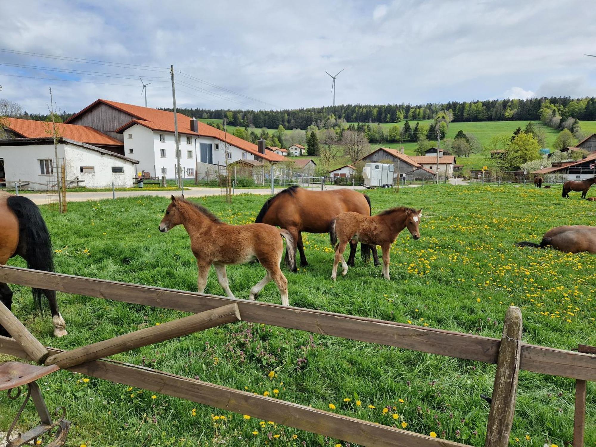 Auberge Du Peu-Pequignot Le Noirmont Eksteriør billede